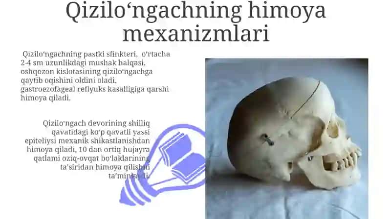 Og'iz bo'shlig'i, halqum, qizil o'ngach anatamo fiziologik xususiyatlari 3