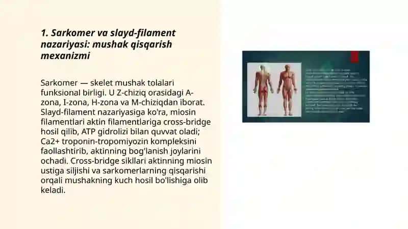 Mushaklarning ishi va biomexanikasi 3