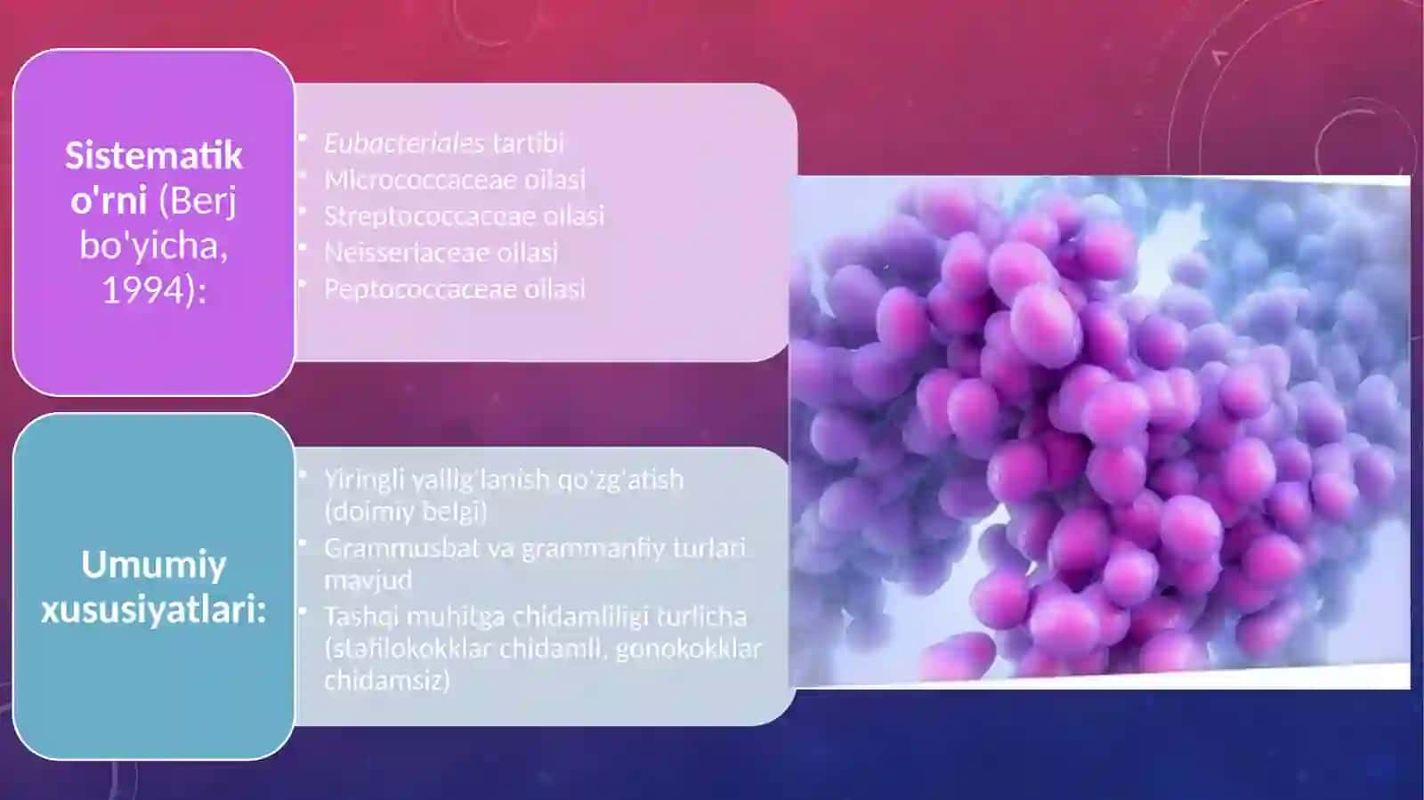 Stafilokokk, Streptokokk, pnevmokokk, meningokokk, gonokokk 3