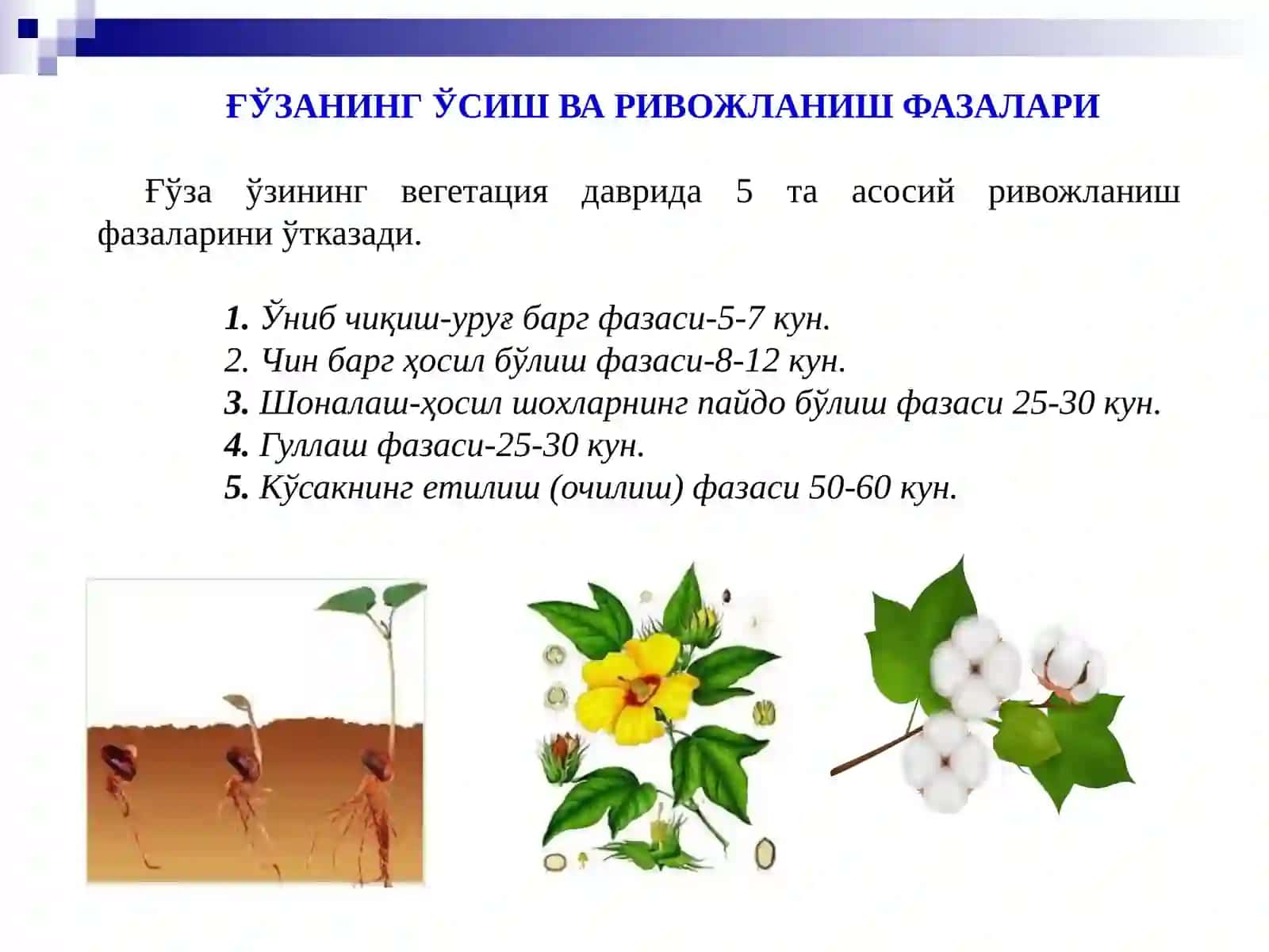 G‘O‘ZA BIOLOGIYASI. G‘O‘ZANI TASHQI MUHIT SHAROITLARIGA BO‘LGAN TALABI 3