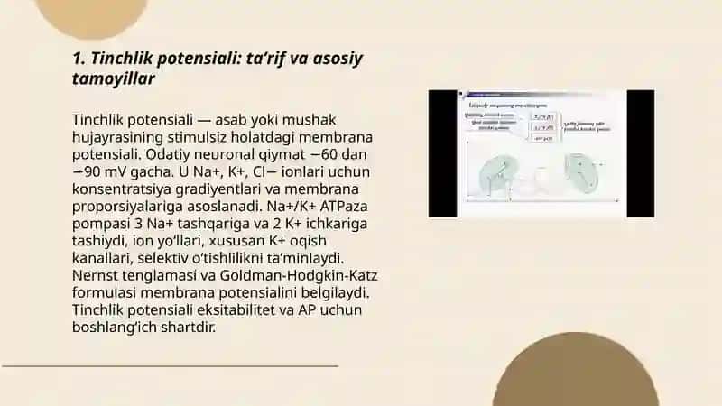 Tinchlik va harakat potensiali 3
