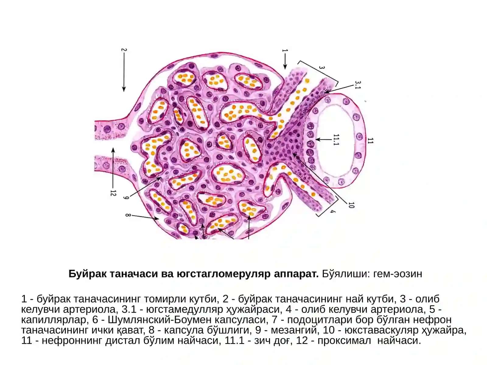Сийдик айирув системаси 3