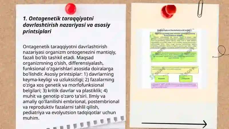 Ontagenetik taraqqiyotni davrlashtirish muammosi 3