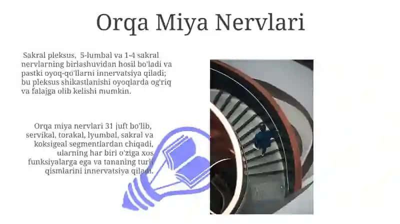 Orqa miya nervlari 3