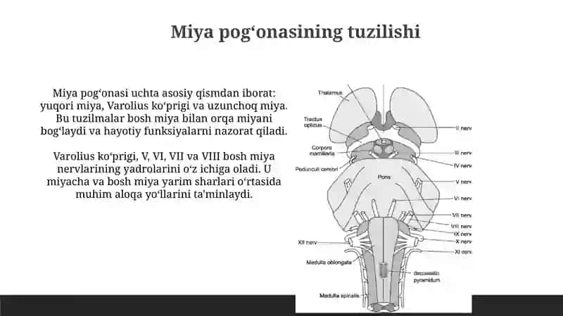 Miya pogonasi ozaklari va ularning ahamiyati 3