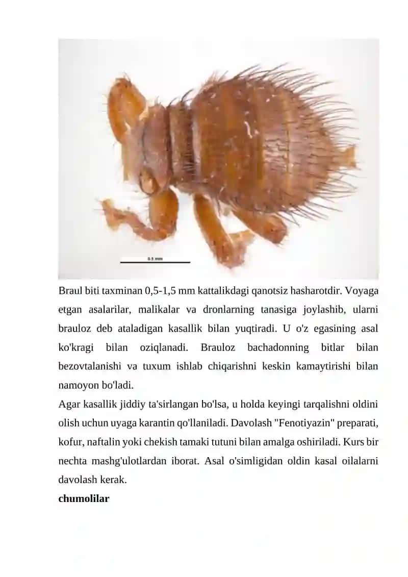 Asalarilarning Uyasi Atrofida Yashovchi Zararkunandalar 3