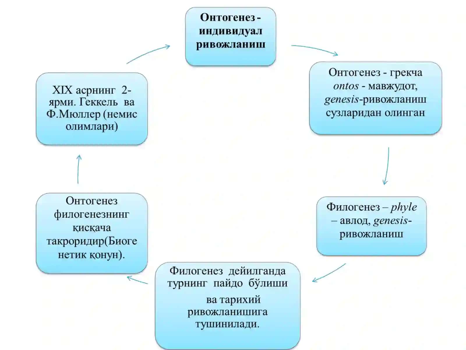 Индивидуал ривожланиш. Регенерация. Трансплантация. Гомеастаз 3
