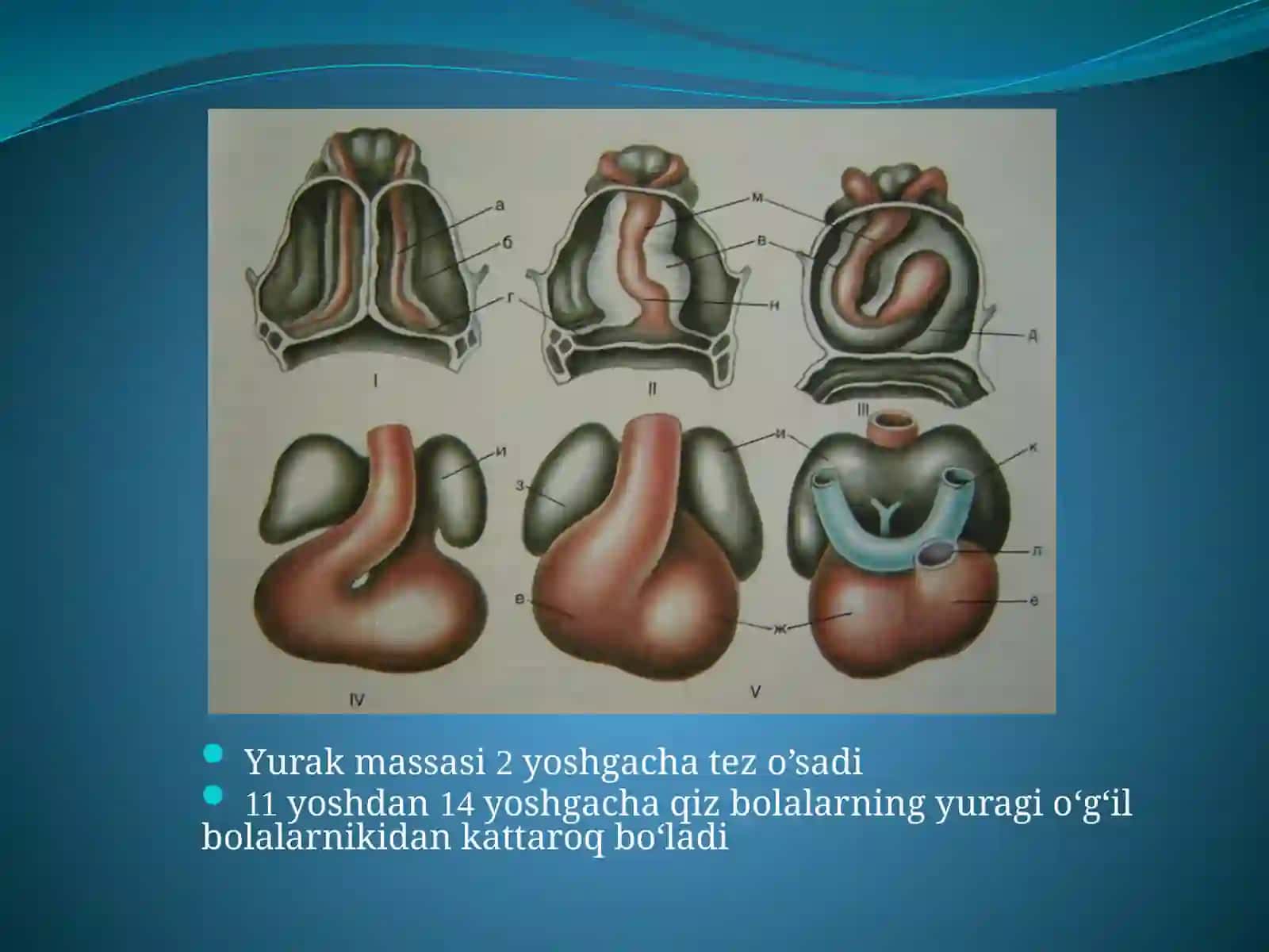 Yurakning anatomo-fiziologik xususiyatlari 3