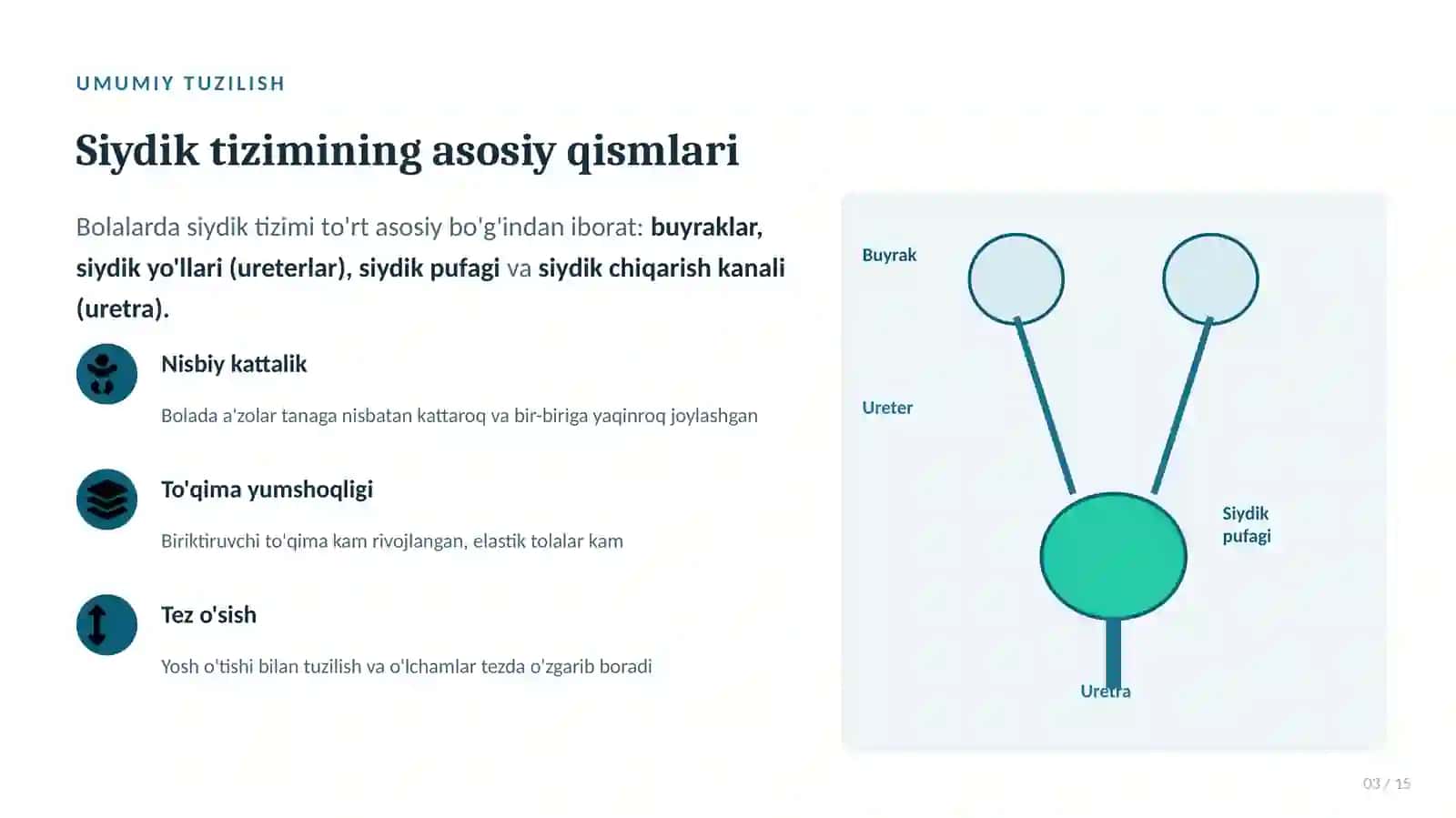 Bolalarda Siydik Yo‘llari, Siydik Pufagi va Siydik Chiqarish Kanalining Anatomo-Fiziologik Xususiyat 3