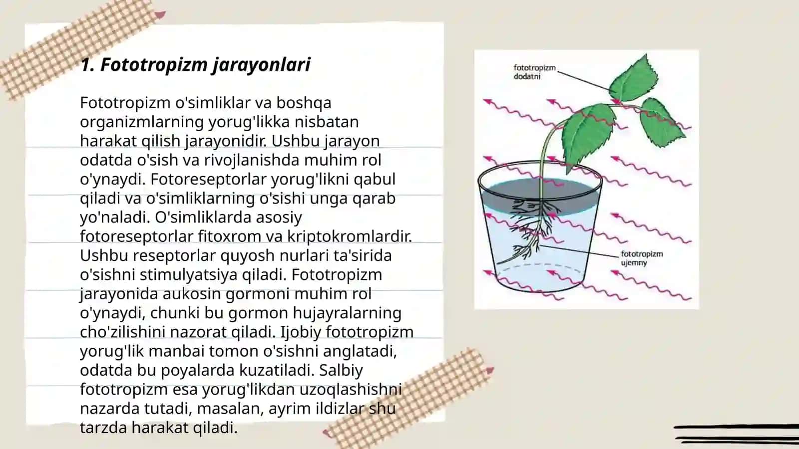 Fototropizm jarayonlari 3