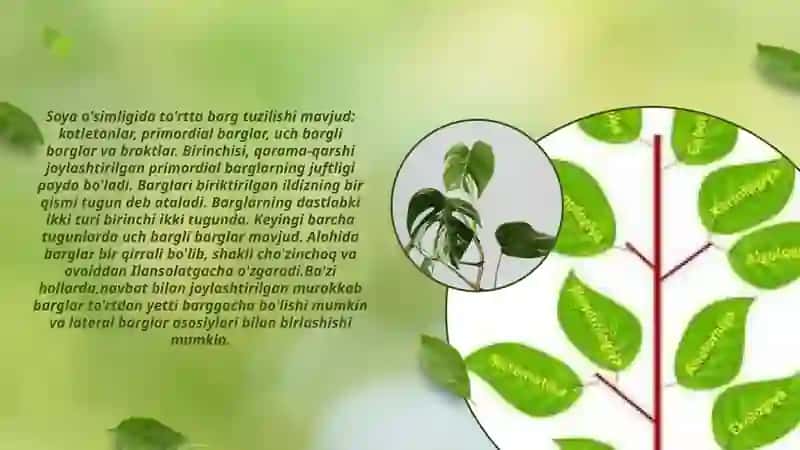 Soya o'simliklarini begona o't, kasallik va zararkunandalardan himoya qilish tadbirlari 3