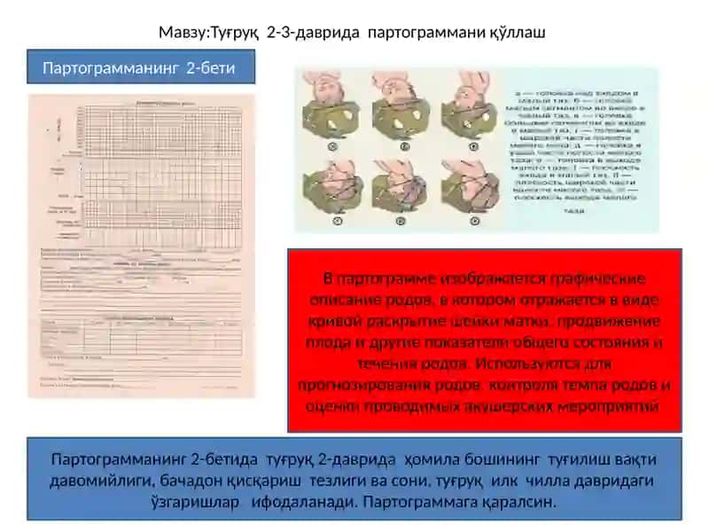 Аёллар чаноғининг тузилиши.Анатомия женского таза 3