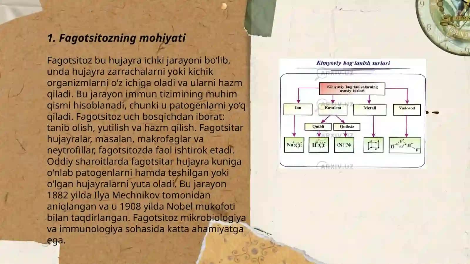 Fagotsitoz va uning bosqichlarini oʻrganish 3