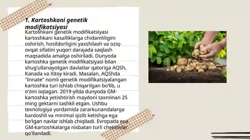 Kartoshkani genetik modifikatsiyasi 3