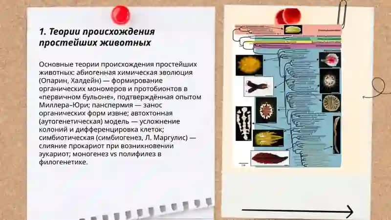 Происхождение, филогения и экологическая радиация простейших животных 3