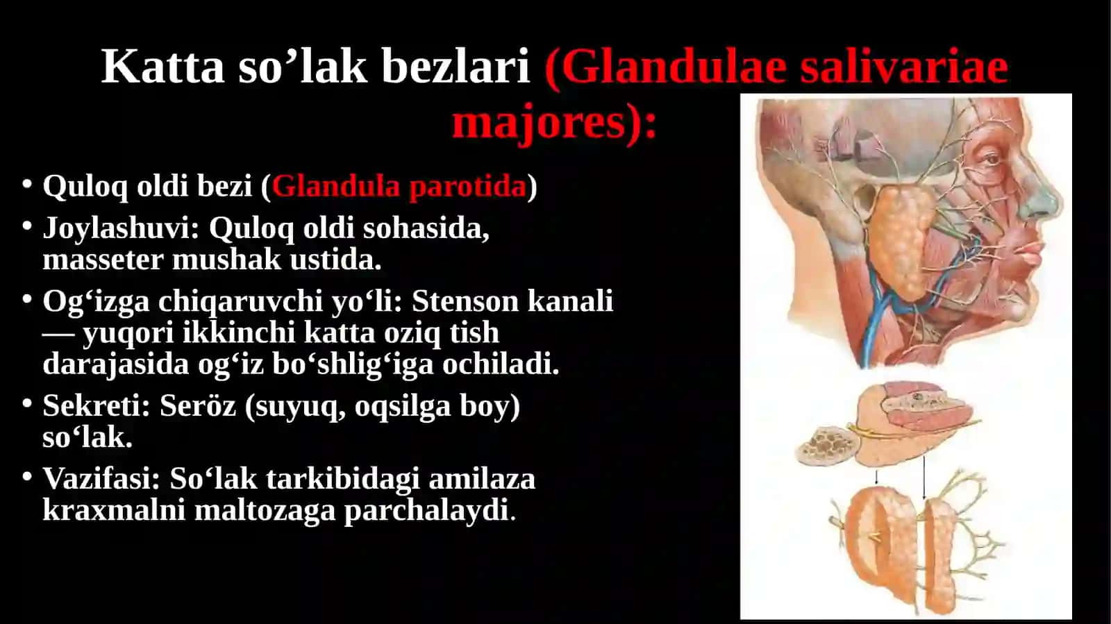 Yuz jagʻ sohasidagi soʻlak bezlari anatomiyasi va soʻlak tarkibi haqida. 3