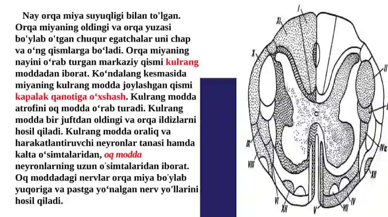 Orqa miya tuzilishi va funksiyalari 3