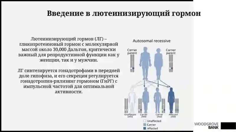 Лютеинизирующий гормон 3