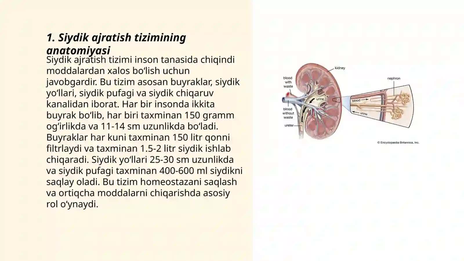 Siydik ajratish tizimi 3