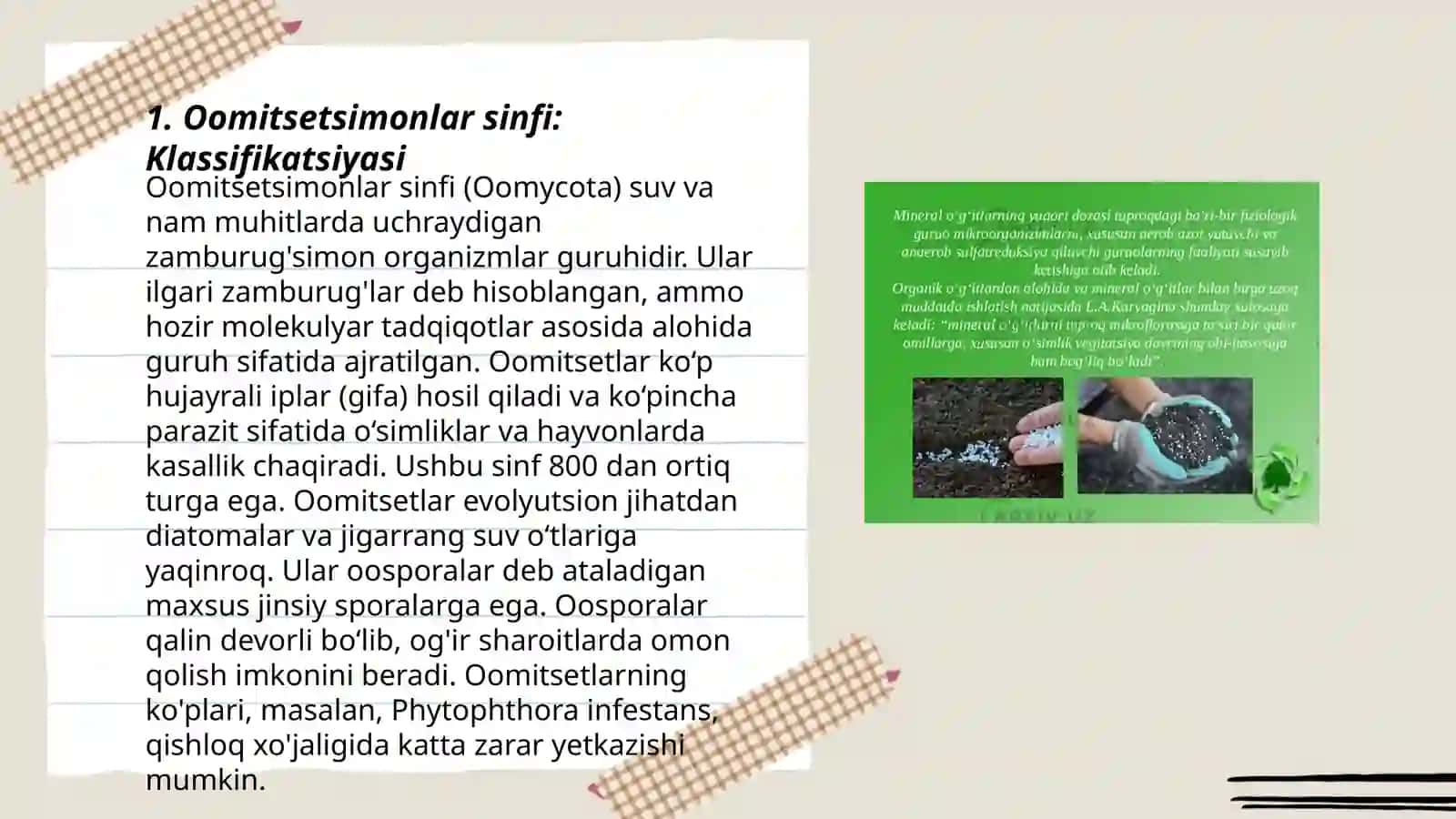 Oomitsetsimonlar sinfi 3