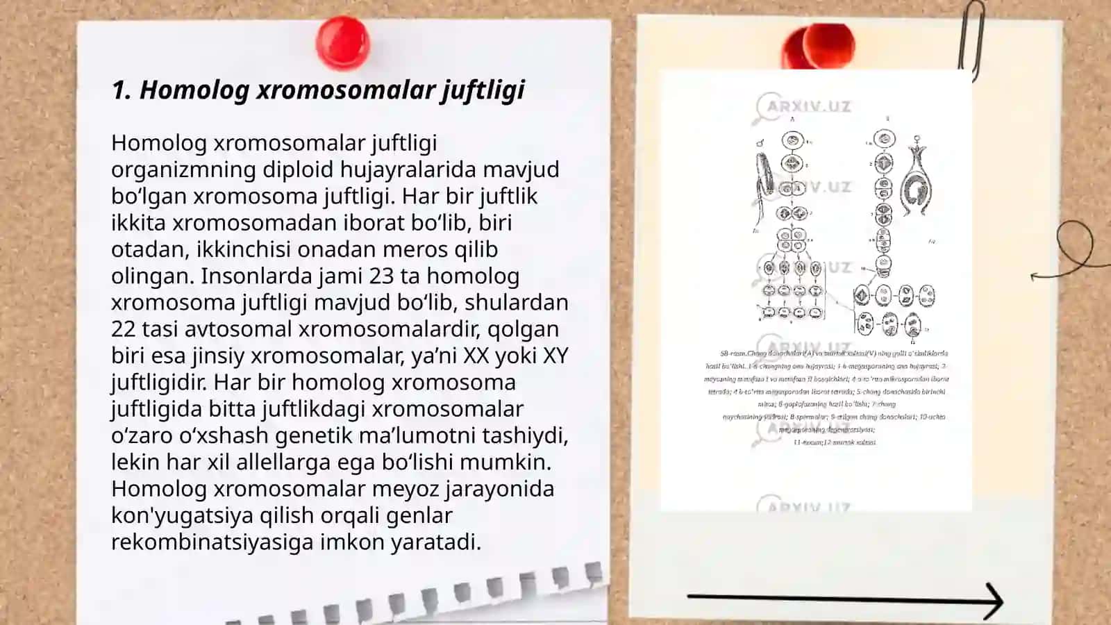 Hujayraning meyotik sikli.Meyoz boʻlinishda kuzatiladigan fazalar. Meyozning biologik va tibbiyotda ahamiyati 3