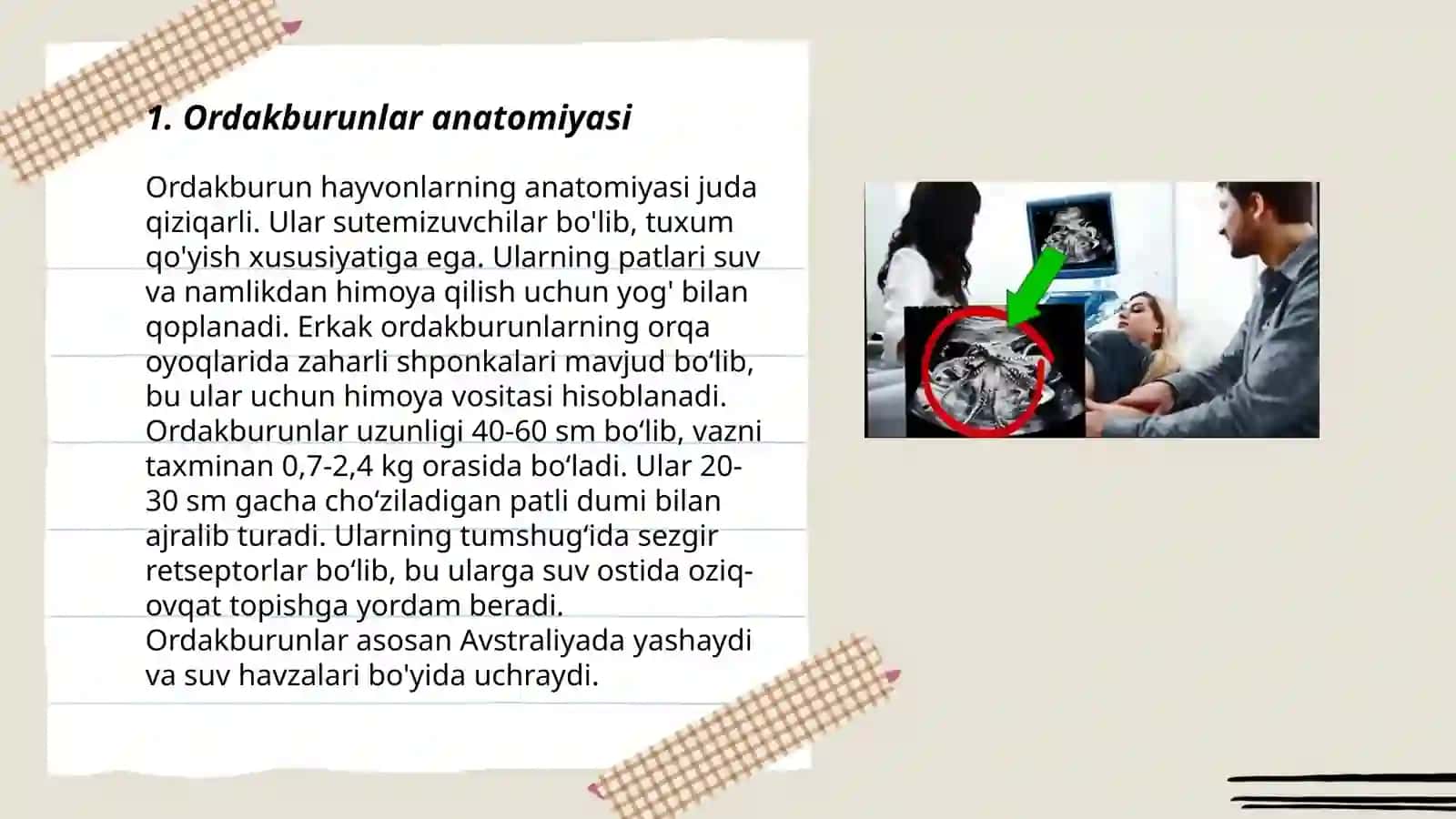 Ordakburunlar anatomiyasi 3