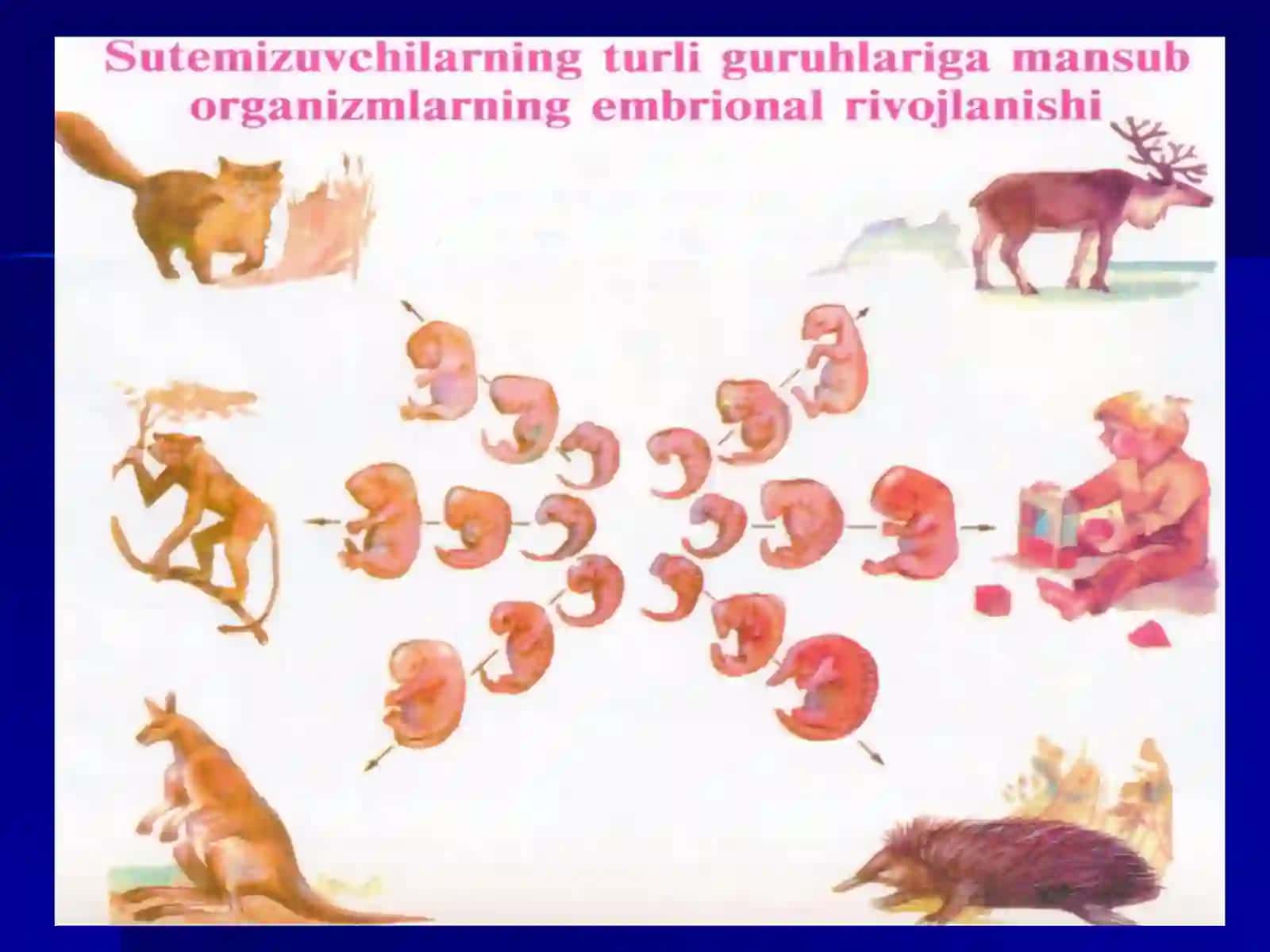 BOLALARDA O’SISH VA RIVOJLANISHNING UMUMIY QONUNIYaTLARI 3