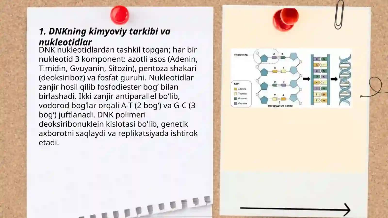 DNK va RNK ning tuzilishi va funksiyalari 3