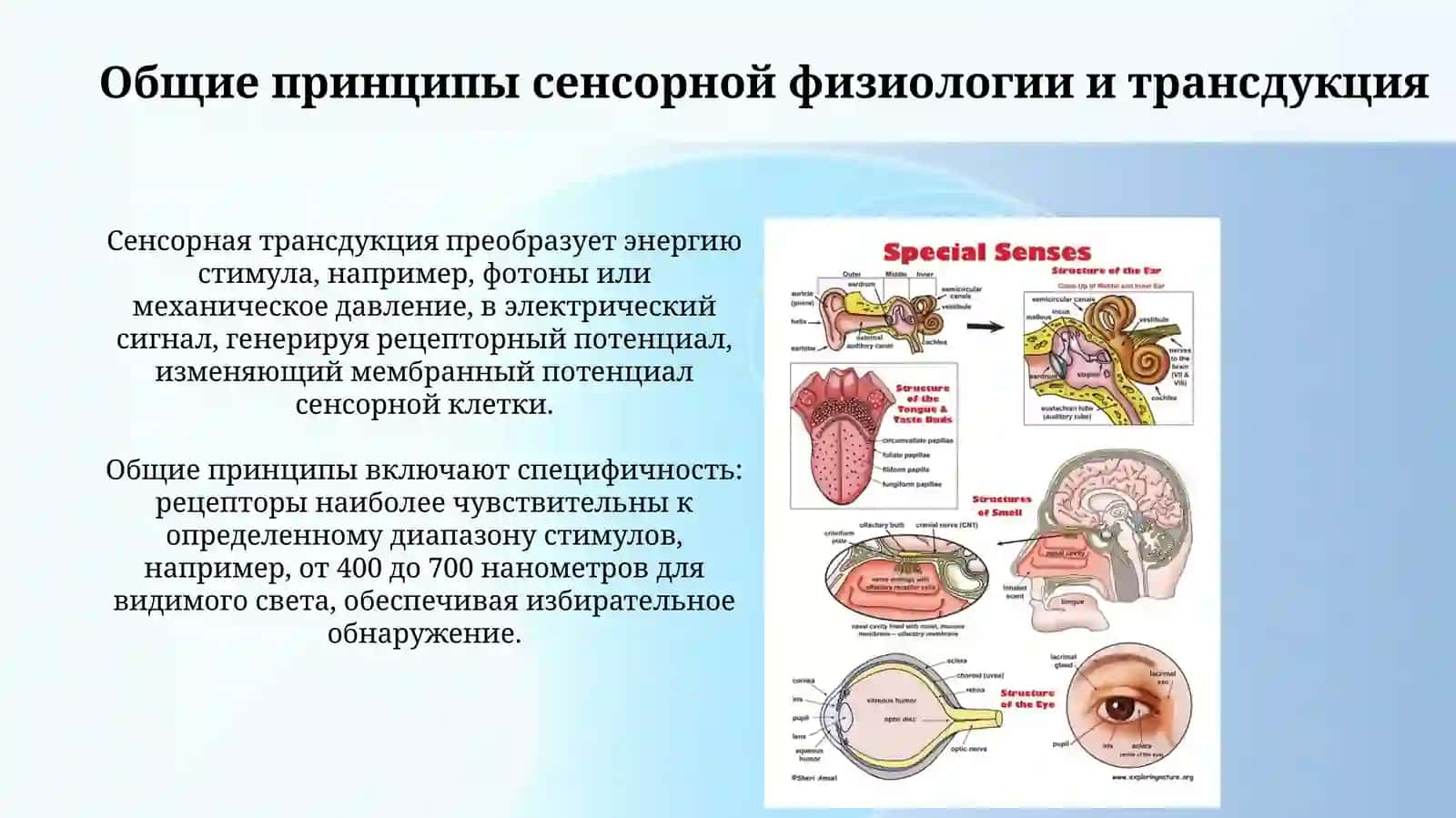 Физиология сенсорных систем 3