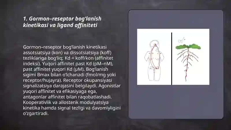 Gormonlarning nishon hujayralarga ta'sir mexanizmi 3