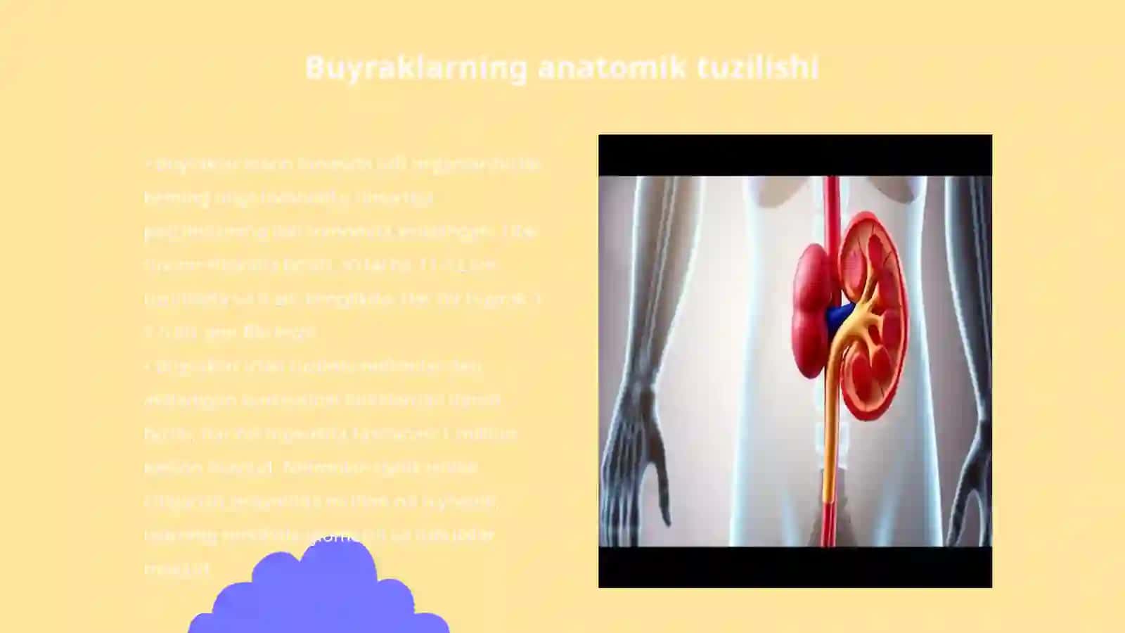 Buyrak. Siydik yoʻllari. Siydik pufagi. Siydik chiqaruv kanali 3