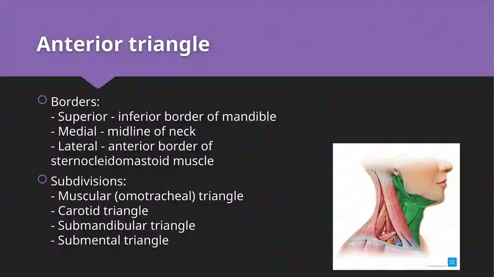 Triangles of neck anatomy 3
