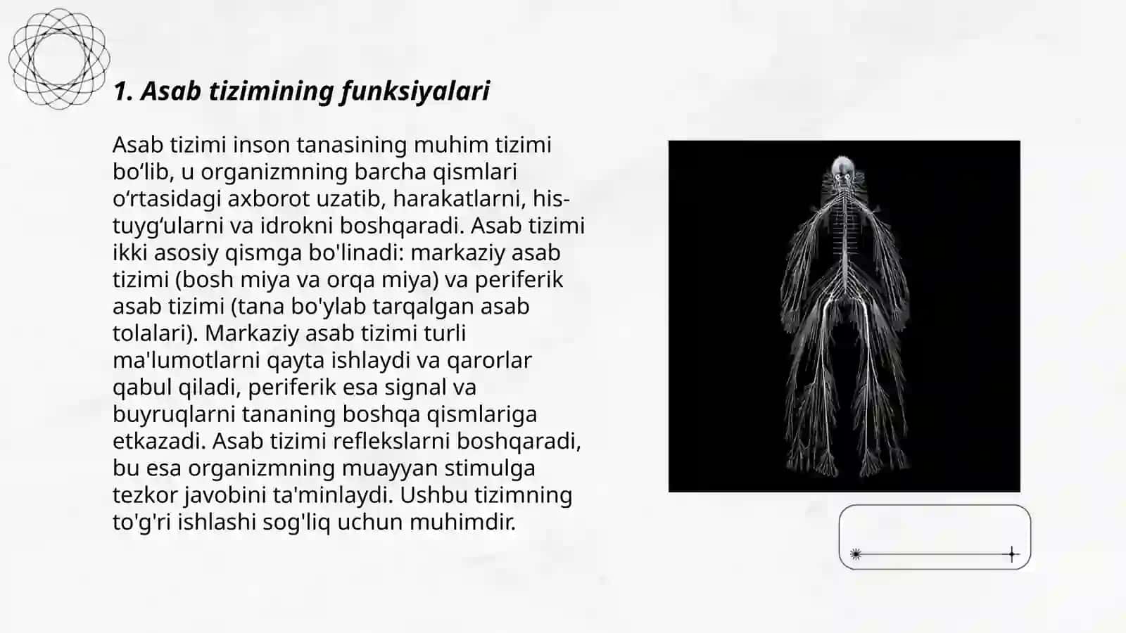 Asab tizimi 3