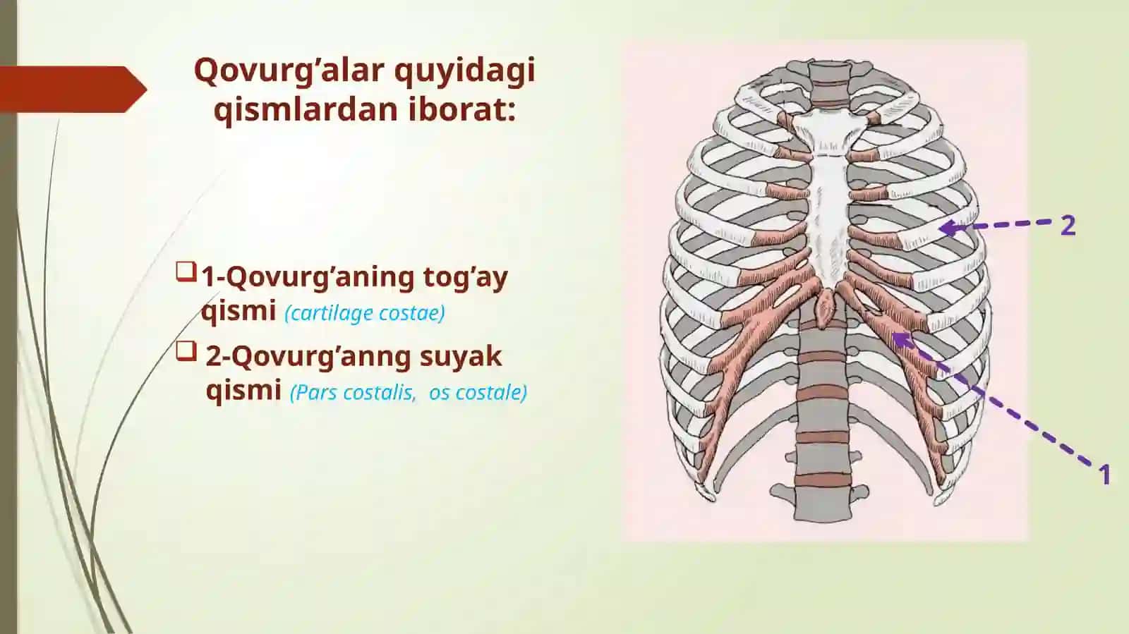 Qovurg’alar va to’sh suyagi 3