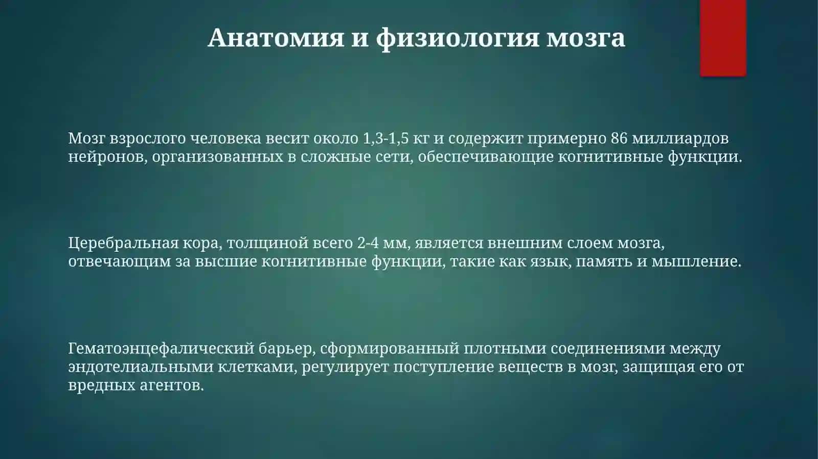 Основные Функции Мозга 3
