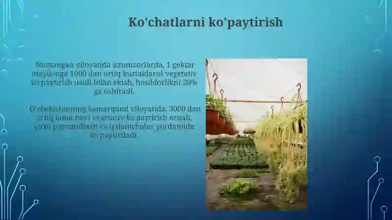 O'simliklarning vegetativ ko'payishi 3