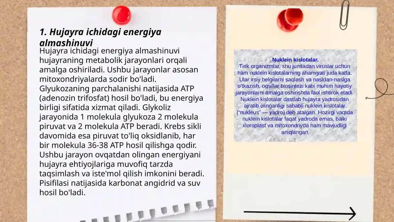 Hujayra ichidagi energiya almashinuvi 3