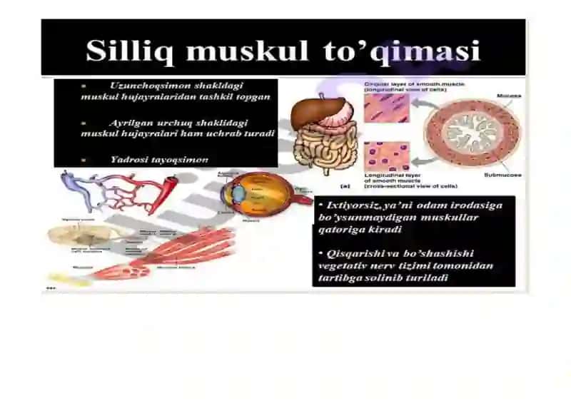 Silliq va ko'ndalang targ'il mushaklar, fiziologik farqlar 3