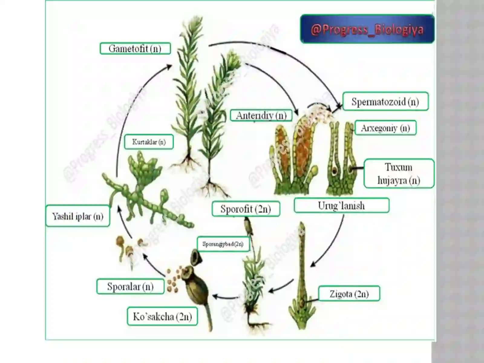 Plauntlar (Lycopodiophyta) 3