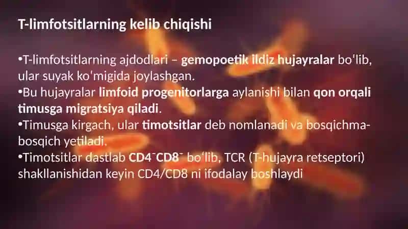 Timusdagi T-limfositlarning yetilishi jarayoni 3