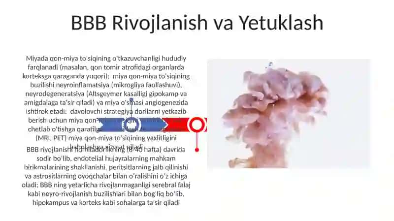 Gematoentsefalik toʻsiq gistofiziologiyasi 3