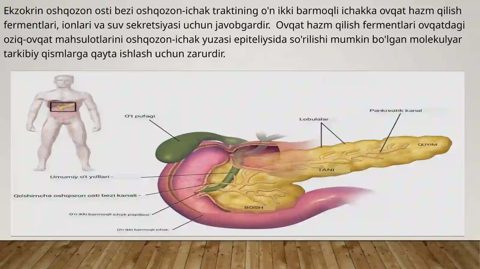 me’da Osti va buyrak usti bezi fiziologiyasi. Insulin va glyukagon Effektlari 3