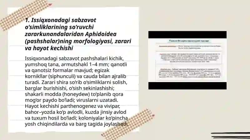 Issiqxonadagi sabzavot o’simliklarining so’ruvchi zararkunandalarining mafologiyasi, zarari va hayot kechrishi 3