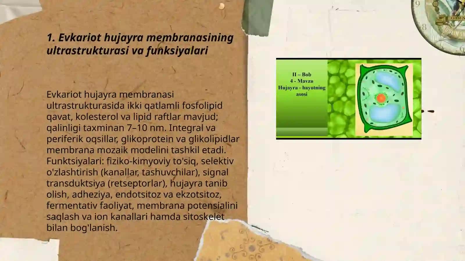 Tibbiy biologiya Evkariot hujayralarning ultra strukturaviy tuzilishi 3