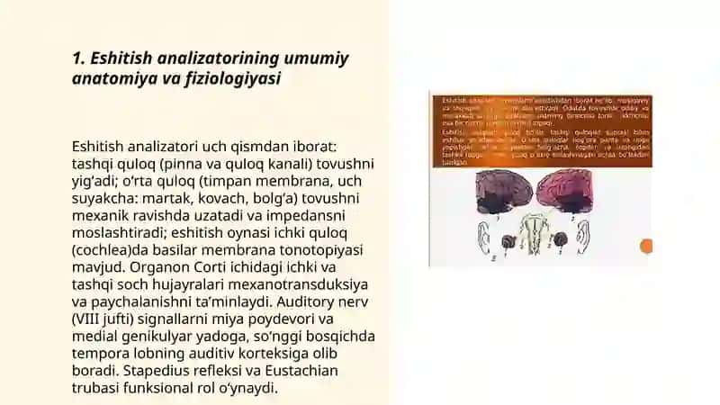 Inson eshitish analizatorlari anatomiyasi va fiziologiyasi 3