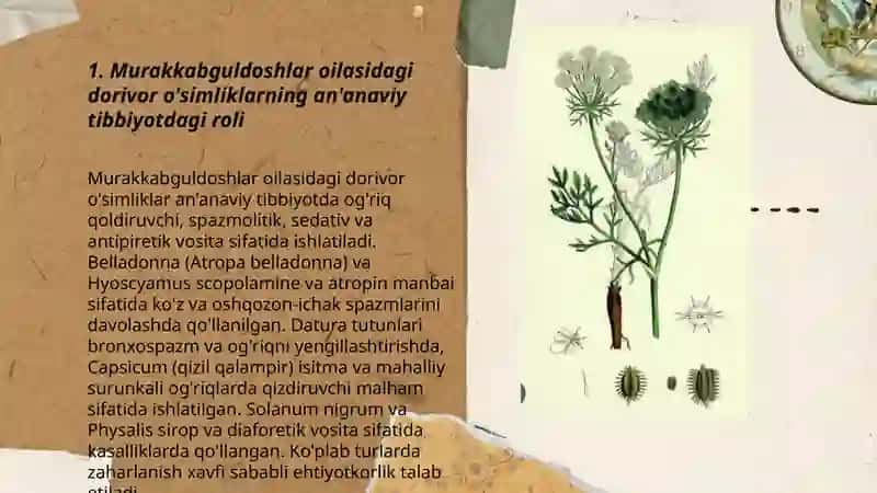 Murakkabguldoshlar va ziradoshlar oilalariga mansub dorivor o‘simliklar 3