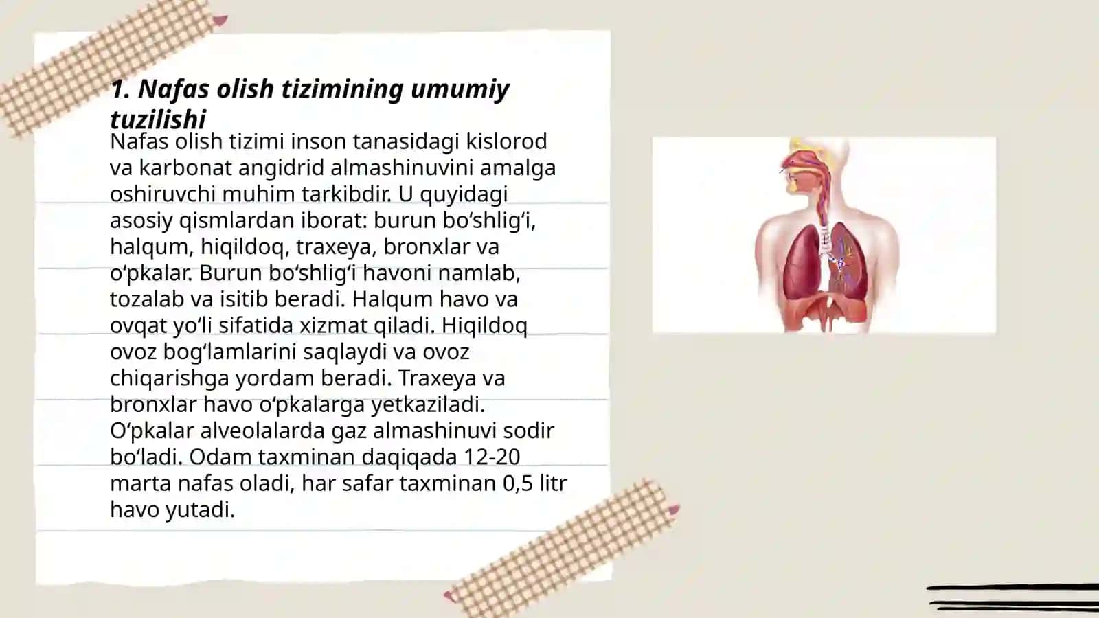 Nafas olish tizimi a'zolarining qiyosiy gistologik tavsifi 3
