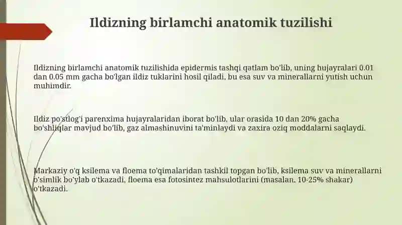 Ildizning birlamchi va ikkilamchi anatomik tuzilishi 3
