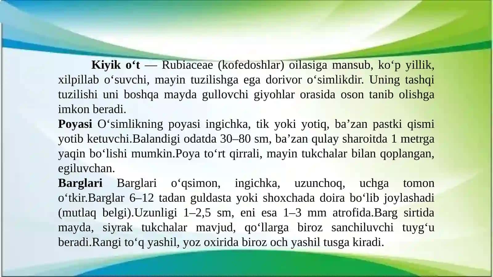 Kiyik oʻti-Zizifora tenuior L. oʻsimligini yetishtirish texnologiyasi 3