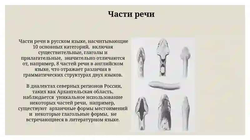 Морфология 3